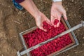 Close up of womanÃ¢â¬â¢s hands dropping fresh raspberries into a harvesting box and carrier, Pacific Northwest